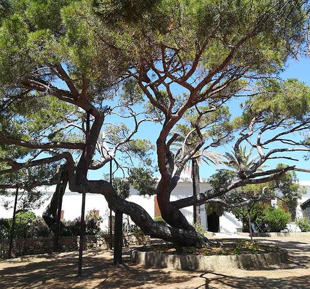 Caprera L'albero di Garibaldi a Caprera