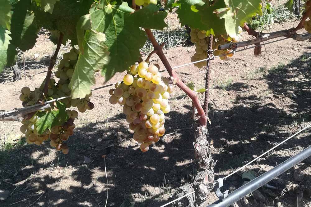 Un grappolo di vermentino 