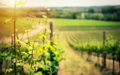 Il vino, messaggero di storia, cultura e tradizioni