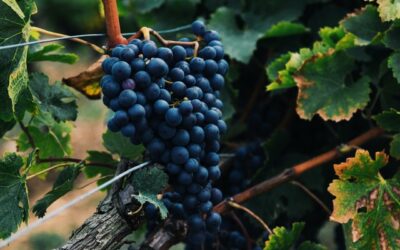 Il vino in Sardegna: tradizioni