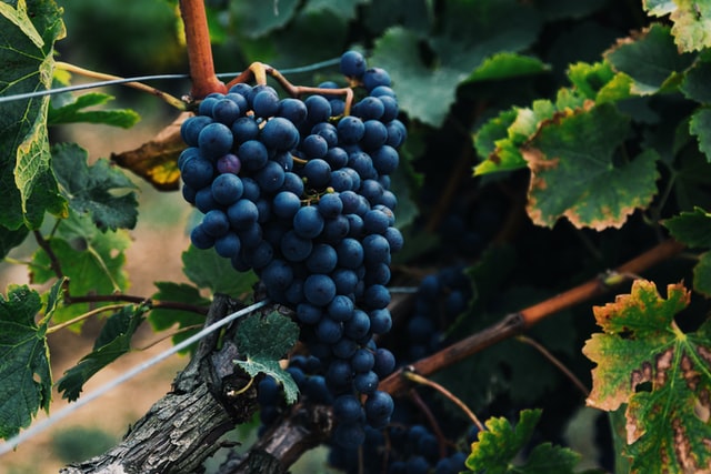 alasdair-elmes-QTgOjDCiJEo-unsplash il vino in sardegna le tradizioni
