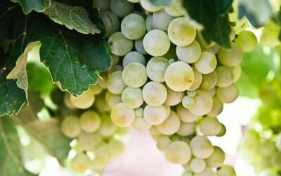 Il vino in Sardegna: arte