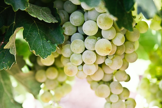 nacho-dominguez-argenta-cCVzi_mKovs-unsplash vermentino sardegna storia e tradizione