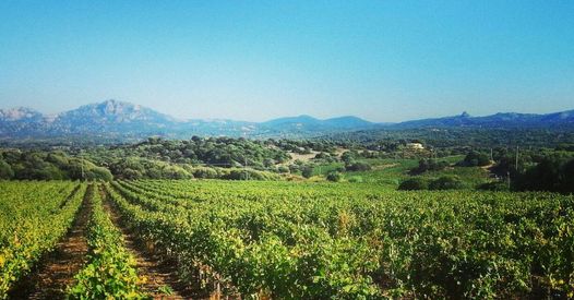 In primo piano i filari di viti verdi, dietro ulivi e lecci, sullo sfondo i graniti di Gallura