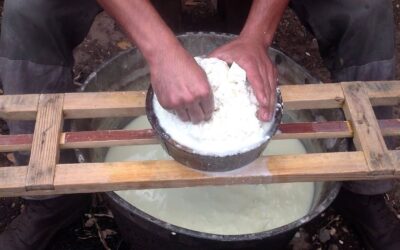 Il formaggio: Leggende, tradizioni, musei in Sardegna