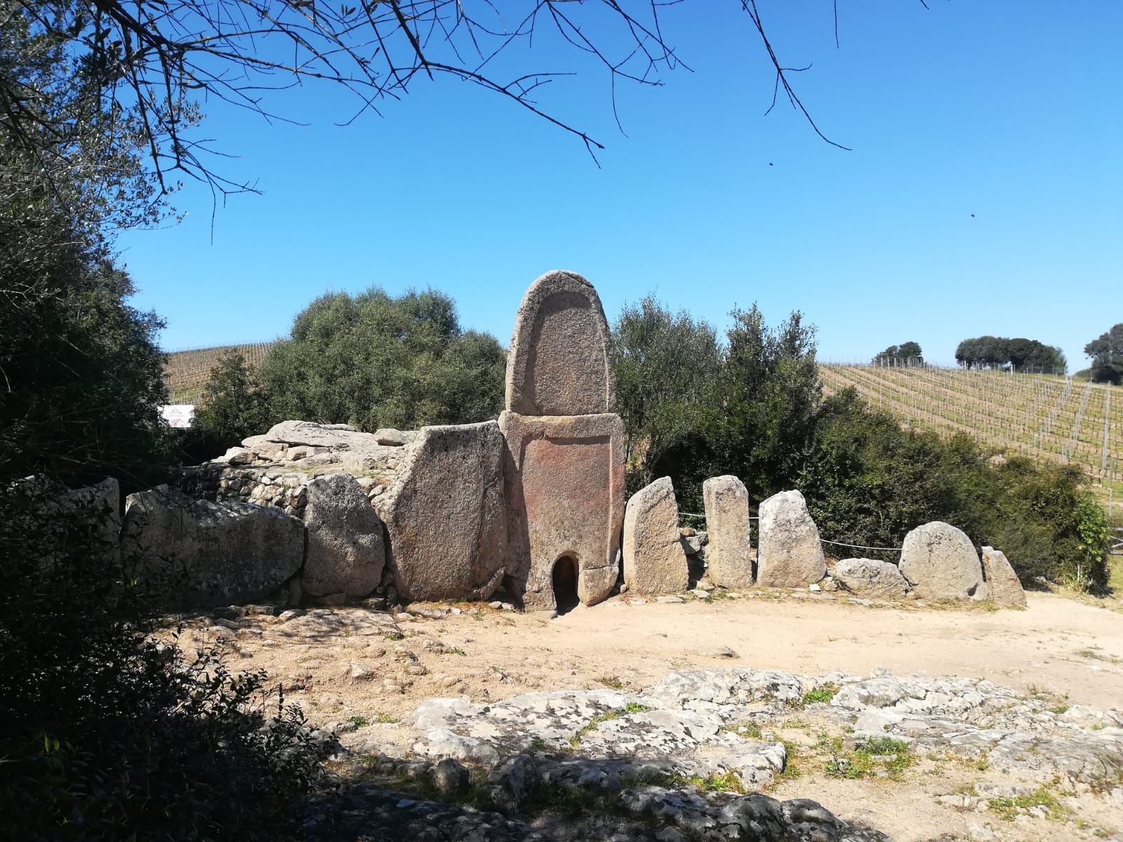 Costa Smeralda Coddu ‘Ecchju Tomba di Giganti A semicerchio pietre verticali infisse al terreno con al centro la pietra più grande centinata. Dietro la collina con i vitigni della cantina Capichera